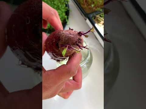 Sweet potatoes aren't grown from seeds, they are grown from slips. Grow unlimited sweet potatoes