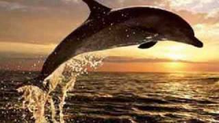 Los Rancheros - Los Ojos de un Delfín