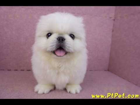 12/17北京狗公幼犬1號(新竹竹北)