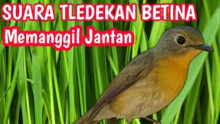 Download lagu TLEDEKAN BETINA MEMANGGIL JANTAN AMPUH mp3