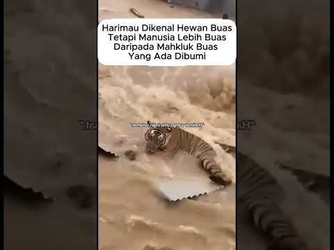Hewan Sebuas Itupun Tak Berdaya Dihadapan Kerakusan Nafsu Manusia #harimau #banjir