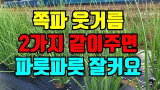쪽파 잎끝이 마를때 이렇게만 해주면 파릇파릇 살아나요. 지금시기에 3가지 꼭 해주세요.