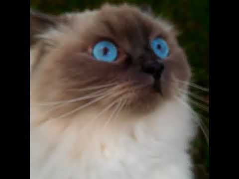 Happy Cats   Those blue eyes! 😍💘 Via  Mona The Siberian