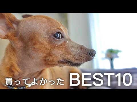 ミニチュアピンシャー