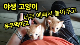 아기고양이 키우는데 너무 예뻐서요.