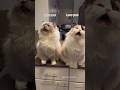 Their Synchronized Meows Get Me Every Time