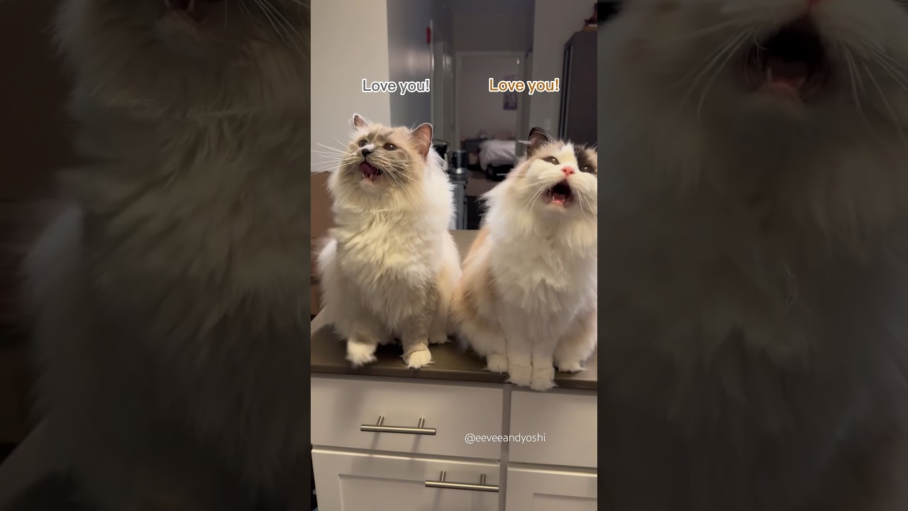 Their synchronized meows get me every time