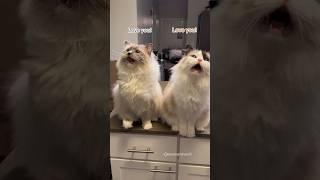 Download lagu Their synchronized meows get me every time mp3 Download lagu Their synchronized meows get me every time mp3