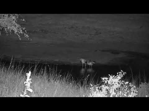 Djuma: Egyptian Geese mating - 02:44 - 08/31/2023