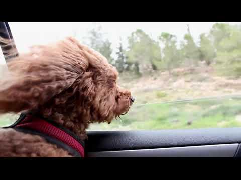 Dónde estás si no es aquí? - Tango India