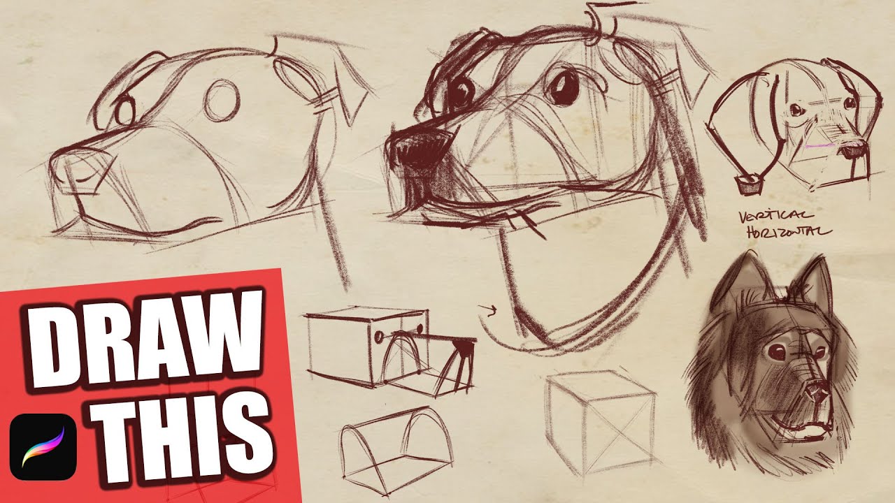 Learn how to draw a dog using Procreate.
