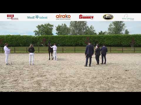 Stamboekkeuring | Wergea | 19 juni 2025