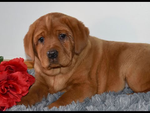 Red Fox Lab Puppies For Sale Florida 02 22