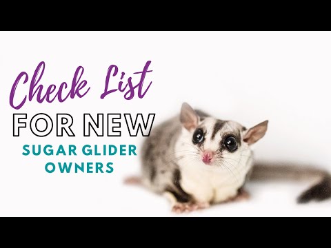 What you NEED for Sugar Gliders | Sugar Glider Diaries