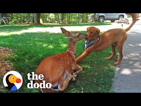 , title : 'Deer Brings Her Babies To Meet Her Dog Best Friend Every Spring! | The Dodo Odd Couples'
