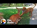 Deer Brings Her Babies To Meet Her Dog Best Friend Every Spring! | The Dodo Odd Couples