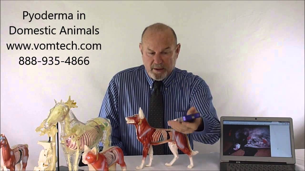Information on Pyoderma in Domestic Animals - YouTube