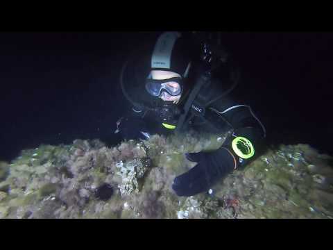 Sepia encounter during Night dive - Cala Barca - Mallorca - Spain