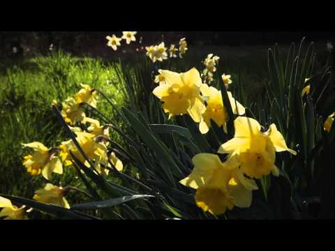 Meditation Ambient Sound (Birds Singing and Frogs Croaking in British Columbia)