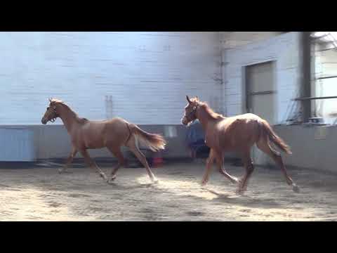 Morricone x Apache Merrie 2019