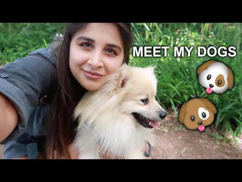 MEET MY DOGS!! | Roya Dehkordi