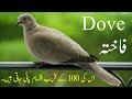About Dove / Fakhta and its Kinds in Urdu/Hindi | Animal Nature