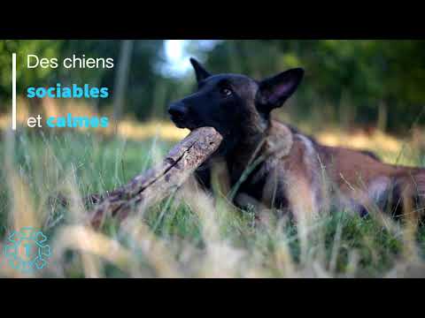 Tipaw | Des Cerbères du Mohery | Elevage de Berger Belge Malinois