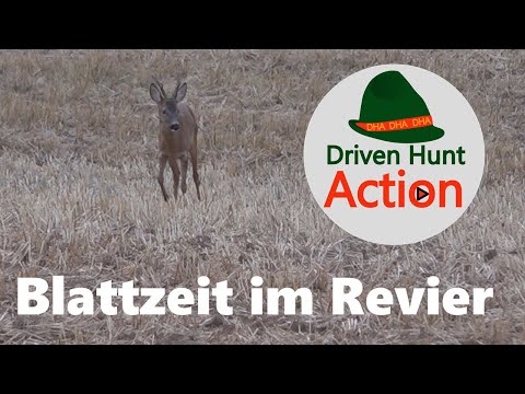 Blattzeit in 2020 - Jagderlebnisse im Revier Anfang August