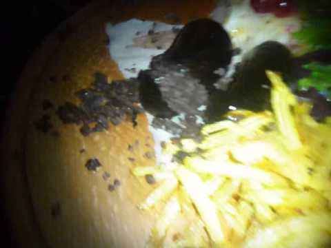 Our food and drink in Kryvika Bunker Bar in Lviv   Ukraine   Dec 2015