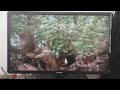 Vhs Doble Dama Y El Vagabundo 1