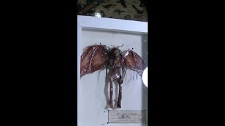 DIY Halloween - Easy mummified fairy - Full tutorial on my channel