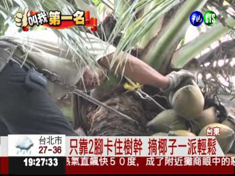 摘椰高手老經驗 10秒爬上椰子樹
