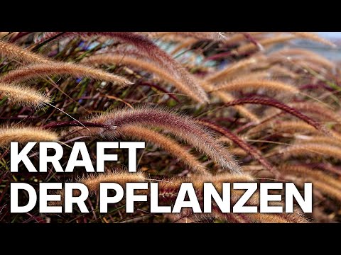 Verborgenen Kräfte der Pflanzen | Geheimnis der Natur