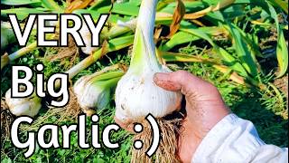 HUGE Elephant Garlic!