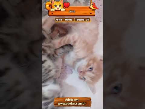 Vídeo de Juca