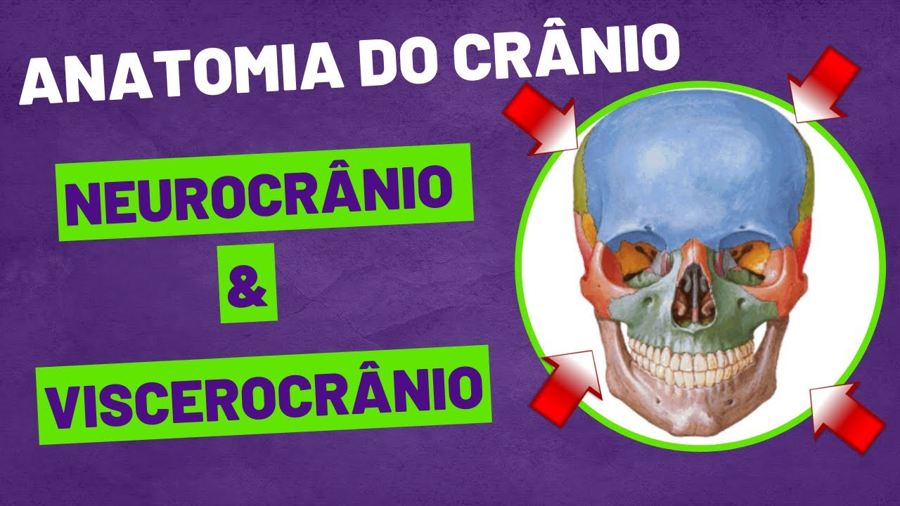 Aula 02   Ossos do Neurocrânio e Viscerocrânio