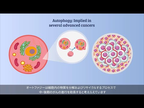 オートファジーは細胞競合を介してがん細胞を排除する