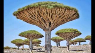 Wake up - Mantra ( 2014)