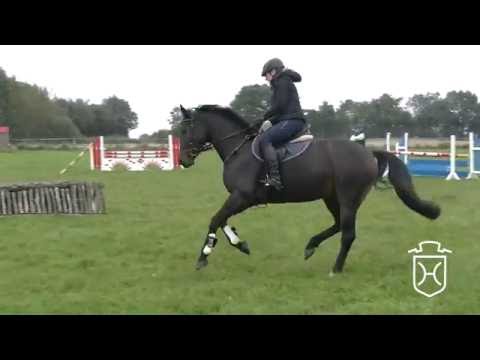 Holsteiner Stute Doreen von Cormint - Contender - Caretino