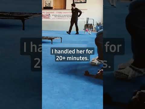 German Shepherd Tries to Attack Dog Trainer AGAIN-  Aggressive Reactive Dog Training