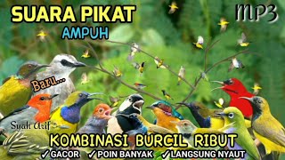 Download lagu Suara pikat semua burung kecil ribut paling ampuh #pikatburung 😱 jos mp3