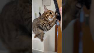 ブラッシングが嬉しすぎて鳴く猫【ベンガル猫】