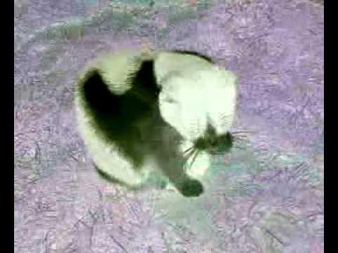 the pore life of bibi the cat