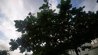 An overlooked edible almond of the tropics,  the Indian almond Terminalia catappa