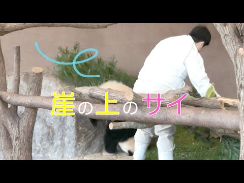 (Panda video)[Sai on the cliff 🌈 Saihin] learning child panda / summary of how to get down / fall /