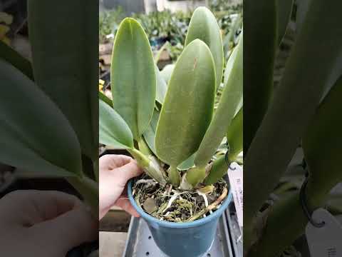 ZAP 11940040033 pedido de Helen de Goiás no site maisorquideas.com.br  #plantas #flores #orquideas