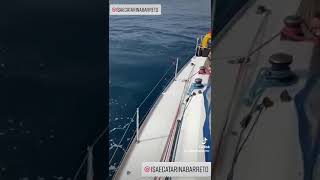 BALEIA ASSASSINA, ORCA ATACA  BARCO EM ALTO MAR ⛵