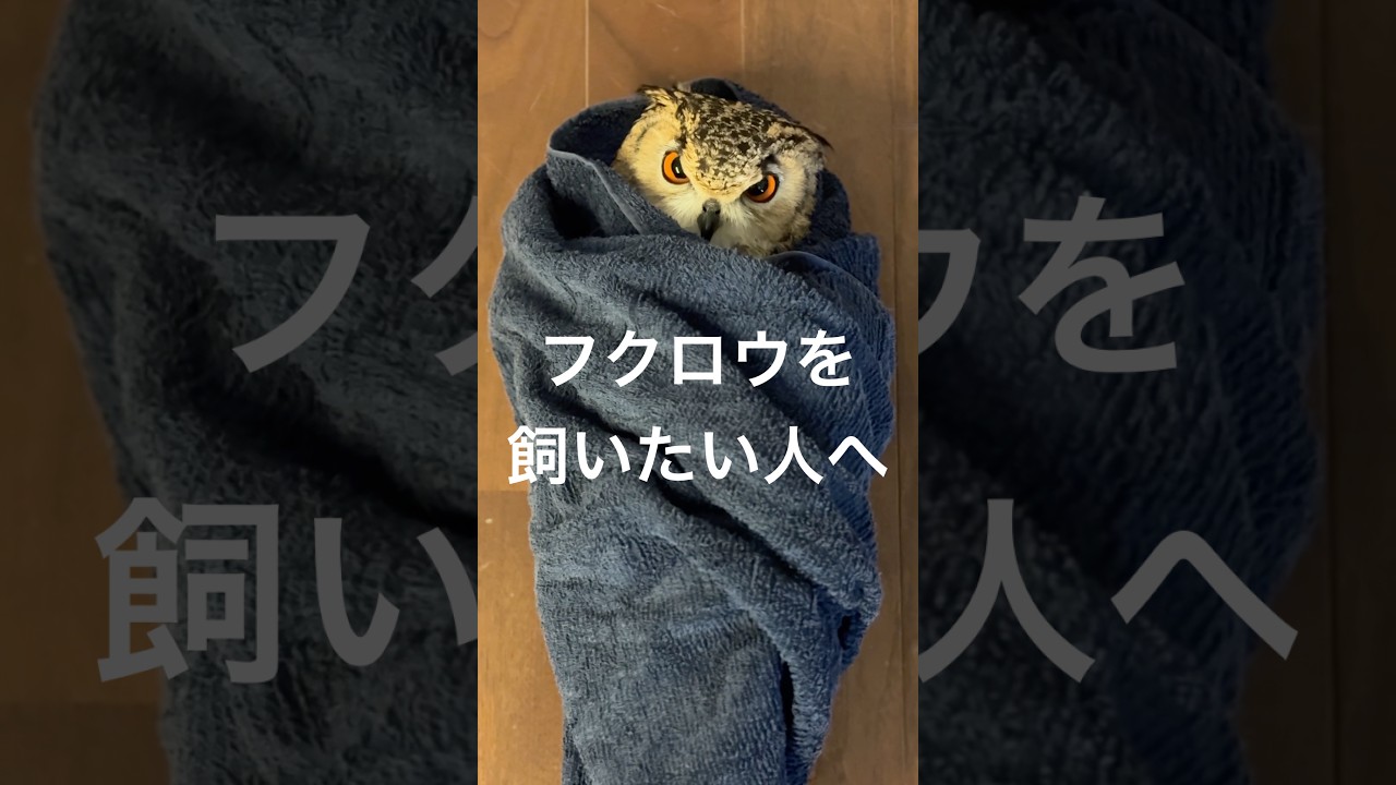 フクロウを飼いたい人へ #フクロウ #owl #owlgaru