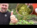 Growing Edamame From Seed To Plate Backyard Soybeans