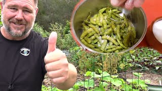 Growing Edamame from Seed to Plate | Backyard Soybeans